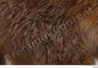 Red fox back fur 0002.jpg